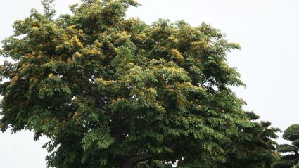Hoa Dáng Hương nở rộ tại khu đô thị Văn Phú 